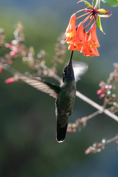 Kék Kolibri Violet Sabrewing Repül Mellett Gyönyörű Piros Virág Tinny — Stock Fotó