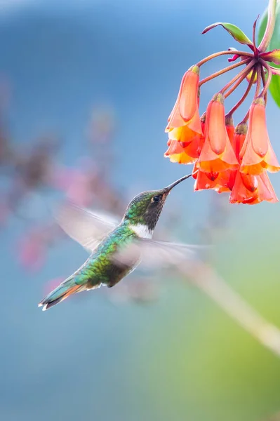 Colibrí Azul Violeta Sabrewing Volando Junto Hermosa Flor Roja Pájaro —  Fotos de Stock