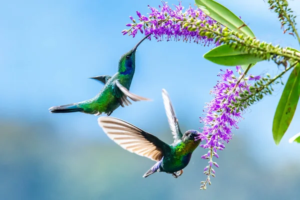 Mavi sinekkuşu Violet Sabrewing güzel kırmızı çiçeğin yanında uçuyor. Teneke kuş ormanda uçar. Kosta Rika 'da vahşi yaşam. Ormanda çiçekten nektar emen iki kuş. Kuş davranışları