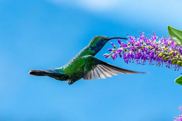 蓝色蜂鸟紫罗兰在美丽的红花旁边飞翔 云雀在丛林中飞翔 哥斯达黎加热带地区的野生动物 两只小鸟在森林里采蜜 鸟类行为 — 图库照片