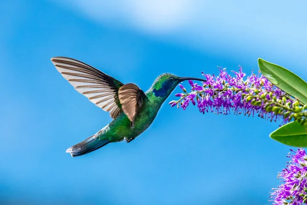 Blauwe Kolibrie Violet Sabrewing Vliegt Naast Mooie Rode Bloem Tinny — Stockfoto