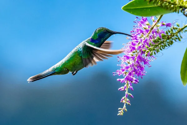 Beija Flor Azul Violet Sabrewing Voando Lado Bela Flor Vermelha — Fotografia de Stock