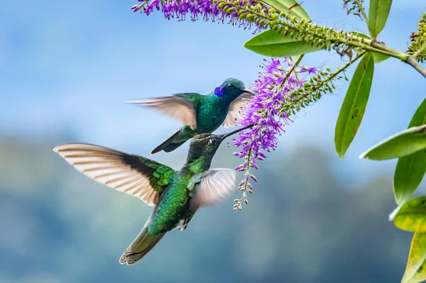 Mavi Sinekkuşu Violet Sabrewing Güzel Kırmızı Çiçeğin Yanında Uçuyor Teneke — Stok fotoğraf