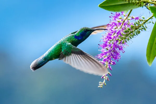 Blue Hummingbird Violet Sabrewing Flying Next Beautiful Red Flower Tinny — Stock Photo, Image