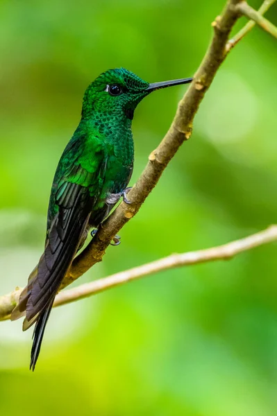 Urosticte Benjamini Beautiful Green Hummingbird Western Andean Slopes Mindo Ecuador — стоковое фото