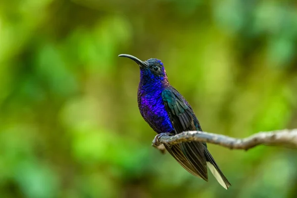 Purple Bibbed Whitetip Urosticte Benjamini Beautiful Green Hummingbird Western Andean — Stock Photo, Image