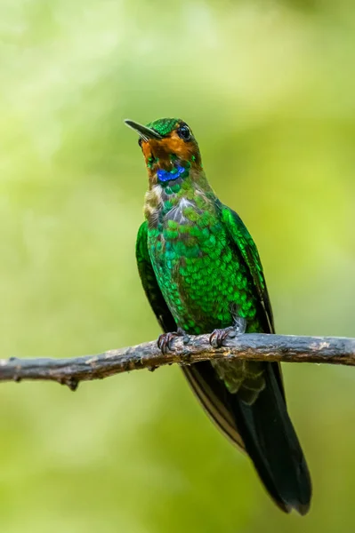 Urosticte Benjamini Beautiful Green Hummingbird Western Andean Slopes Mindo Ecuador — стоковое фото