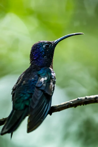 Amazilia Decora Bájos Kolibri Édes Nektárt Tápláló Madár Rózsaszín Virágból — Stock Fotó