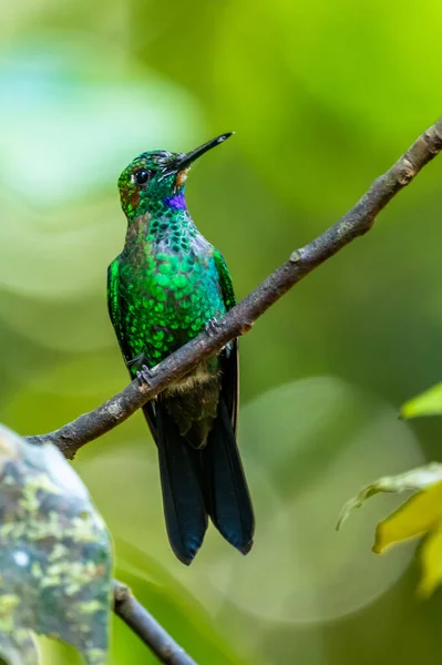 Amazilia Decora Bájos Kolibri Édes Nektárt Tápláló Madár Rózsaszín Virágból — Stock Fotó