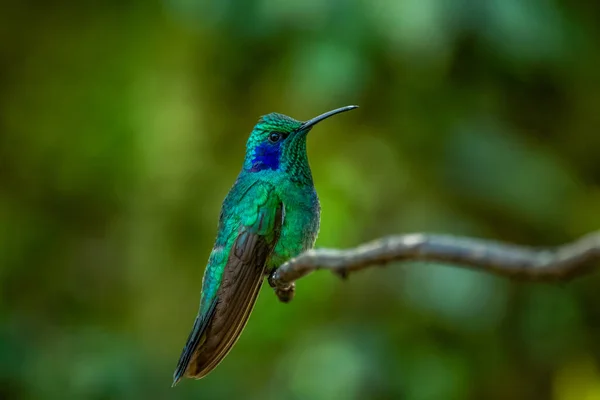 アマゾリアデコラ チャーミングハチドリ 花ピンクの花から甘い蜜を与える鳥 熱帯雨林でのハチドリの行動 コスタリカのCorcovado Npの自然生息地 2羽の鳥 野生動物 — ストック写真