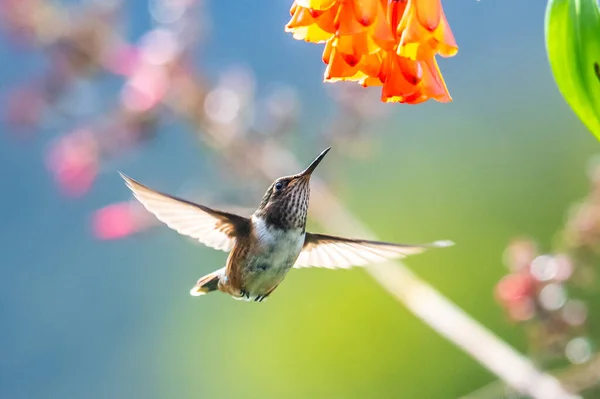 Colibrí Azul Violeta Sabrewing Volando Junto Hermosa Flor Roja Pájaro Imagen De Stock