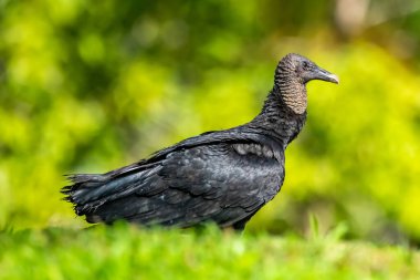 Kral akbaba, Sarcoramphus baba, Orta ve Güney Amerika 'da büyük bir kuş bulundu. Uçan kuş, arka planda orman. Tropik doğadan vahşi yaşam sahnesi. Kızıl saçlı kuş. Açık kanatlı Akbaba, Panama