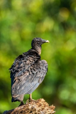 Kral akbaba, Sarcoramphus baba, Orta ve Güney Amerika 'da büyük bir kuş bulundu. Uçan kuş, arka planda orman. Tropik doğadan vahşi yaşam sahnesi. Kızıl saçlı kuş. Açık kanatlı Akbaba, Panama