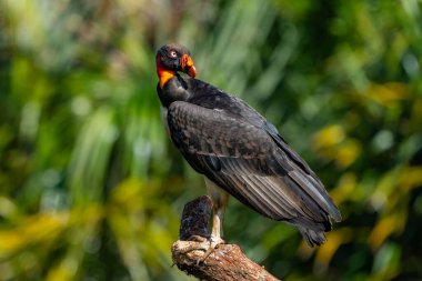 Kral akbaba, Sarcoramphus baba, Orta ve Güney Amerika 'da büyük bir kuş bulundu. Uçan kuş, arka planda orman. Tropik doğadan vahşi yaşam sahnesi. Kızıl saçlı kuş. Açık kanatlı Akbaba, Panama