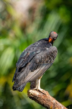 Kral akbaba, Sarcoramphus baba, Orta ve Güney Amerika 'da büyük bir kuş bulundu. Uçan kuş, arka planda orman. Tropik doğadan vahşi yaşam sahnesi. Kızıl saçlı kuş. Açık kanatlı Akbaba, Panama
