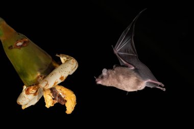 Lonchophylla robusta, Orange nektar yarasası yarasa havada süzülüyor ve yağmur ormanlarındaki güzel çiçeğin nektarını içiyor, gece fotoğrafı, Kosta Rika