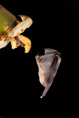 Lonchophylla robusta, Orange nektar yarasası yarasa havada süzülüyor ve yağmur ormanlarındaki güzel çiçeğin nektarını içiyor, gece fotoğrafı, Kosta Rika