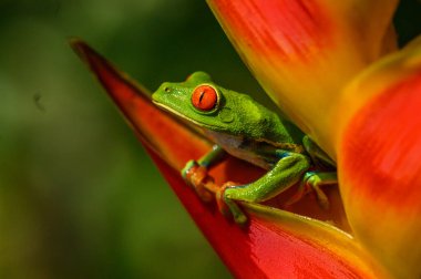 Kırmızı gözlü ağaç kurbağası, Agalychnis callidryas, büyük kırmızı gözlü hayvan, doğal yaşam alanı, Panama. Ormanda güzel bir kurbağa, Orta Amerika 'dan gelen egzotik bir hayvan..