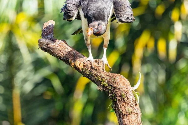 Vautour Royal Sarcoramphus Papa Grand Oiseau Trouvé Amérique Centrale Amérique — Photo