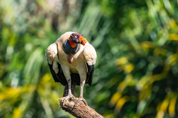 Król Sęp Sarkoramphus Papa Duży Ptak Znaleziony Ameryce Środkowej Południowej — Zdjęcie stockowe