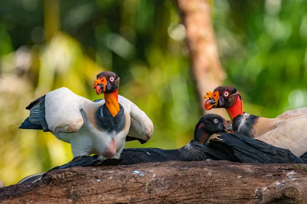 King Vulture Sarcoramphus Papa Large Bird Found Central South America — Stock Photo, Image