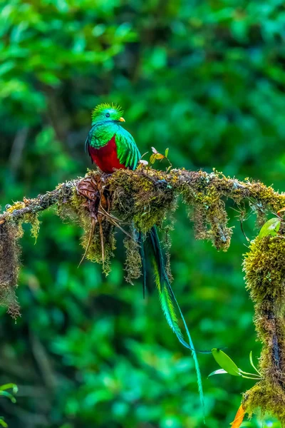 Великолепный Quetzal Pharomachrus Mocinno Savegre Коста Рике Размытым Зеленым Лесом — стоковое фото