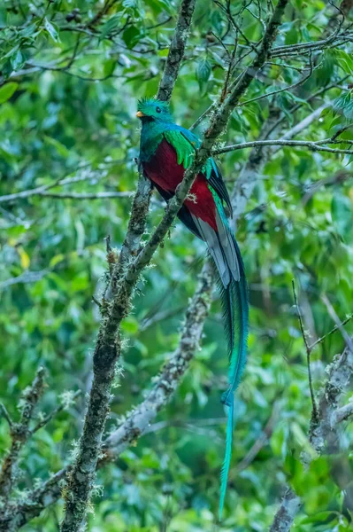 Великолепный Quetzal Pharomachrus Mocinno Savegre Коста Рике Размытым Зеленым Лесом — стоковое фото