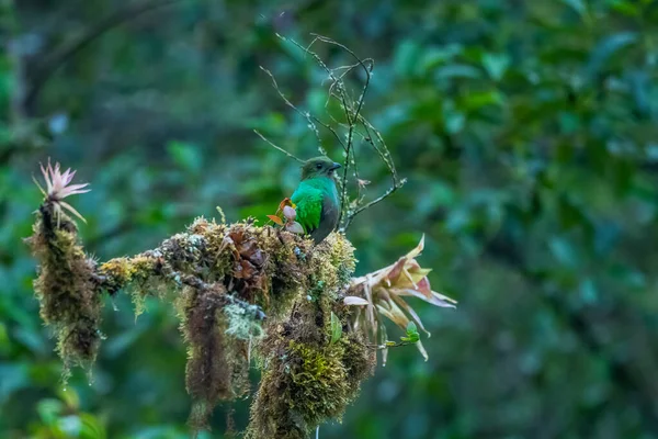 Великолепный Quetzal Pharomachrus Mocinno Savegre Коста Рике Размытым Зеленым Лесом — стоковое фото