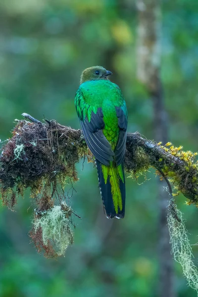 Великолепный Quetzal Pharomachrus Mocinno Savegre Коста Рике Размытым Зеленым Лесом — стоковое фото