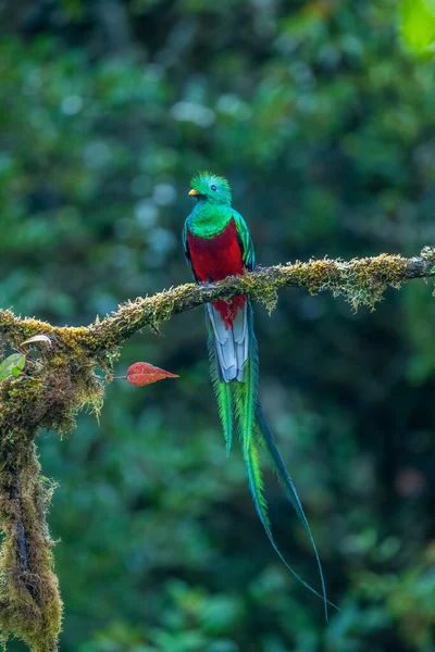 光彩夺目的Quetzal Pharomachrus Mocinno 来自哥斯达黎加的Savegre 背景是模糊的绿色森林 高贵的圣绿红鸟 — 图库照片