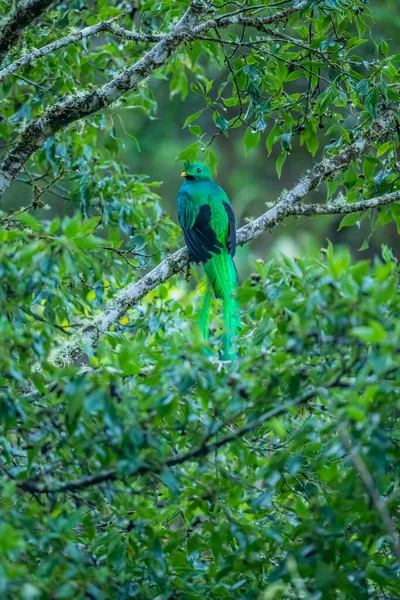 Resplendent Quetzal Pharomachrus Mocinno Savegre Costa Rica Blurred Green Forest — Stock Photo, Image