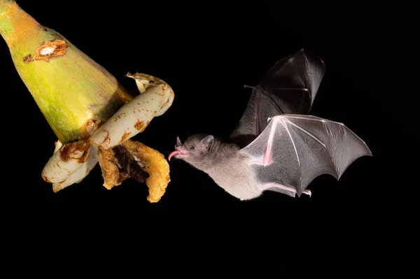 Lonchophylla Robusta Oranžový Nektar Netopýr Netopýr Vznáší Pije Nektar Krásné — Stock fotografie