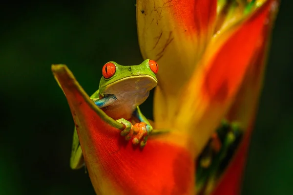 Kırmızı Gözlü Ağaç Kurbağası Agalychnis Callidryas Büyük Kırmızı Gözlü Hayvan — Stok fotoğraf