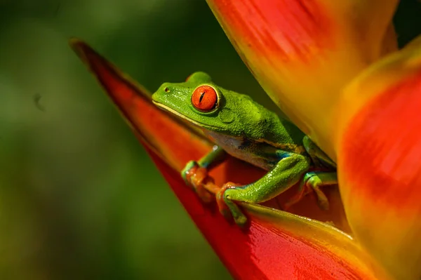 Rotäugiger Laubfrosch Agalychnis Callidryas Tier Mit Großen Roten Augen Natürlichen — Stockfoto