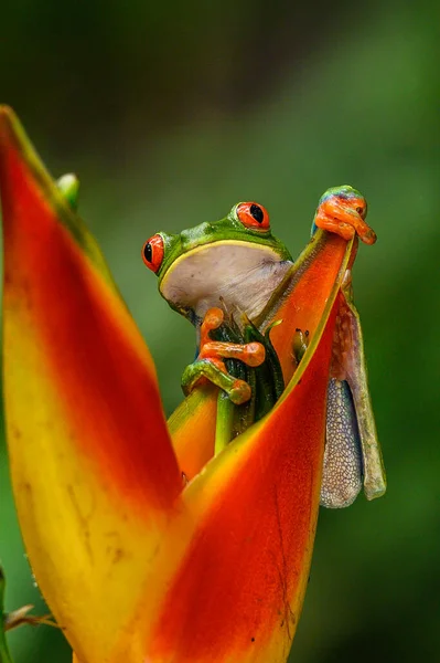 Kırmızı Gözlü Ağaç Kurbağası Agalychnis Callidryas Büyük Kırmızı Gözlü Hayvan — Stok fotoğraf