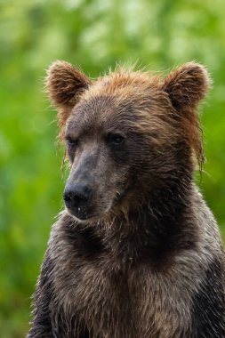 Topraklara hükmeden Kamçatka 'nın kahverengi ayıları (Ursus arctos beringianus)