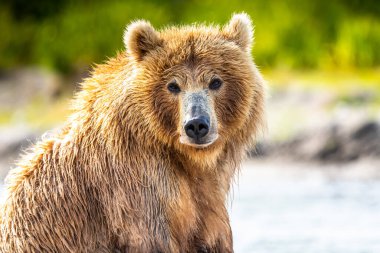 Topraklara hükmeden Kamçatka 'nın kahverengi ayıları (Ursus arctos beringianus)