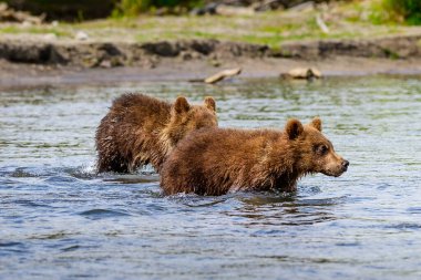 Ruling the landscape, brown bears of Kamchatka (Ursus arctos beringianus) clipart