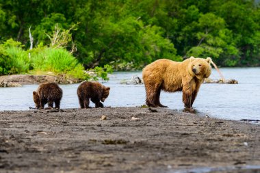 Topraklara hükmeden Kamçatka 'nın kahverengi ayıları (Ursus arctos beringianus)