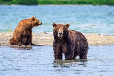Topraklara hükmeden Kamçatka 'nın kahverengi ayıları (Ursus arctos beringianus)