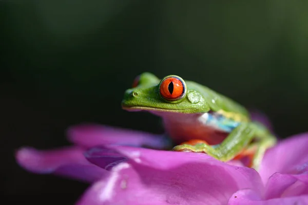 Sapo Árvore Olhos Vermelhos Agalychnis Callidryas Animal Com Grandes Olhos — Fotografia de Stock