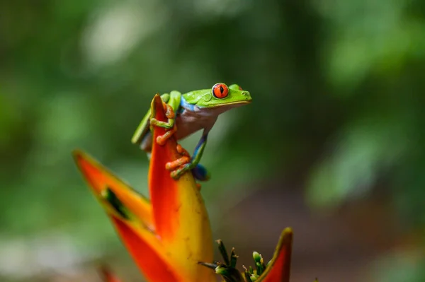 Rotäugiger Laubfrosch Agalychnis Callidryas Tier Mit Großen Roten Augen Natürlichen — Stockfoto