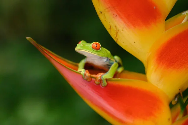 Rotäugiger Laubfrosch Agalychnis Callidryas Tier Mit Großen Roten Augen Natürlichen — Stockfoto