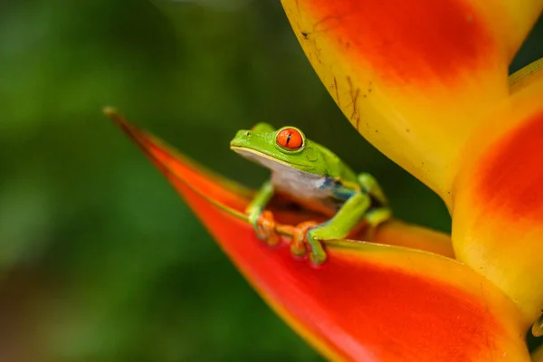 Rotäugiger Laubfrosch Agalychnis Callidryas Tier Mit Großen Roten Augen Natürlichen — Stockfoto