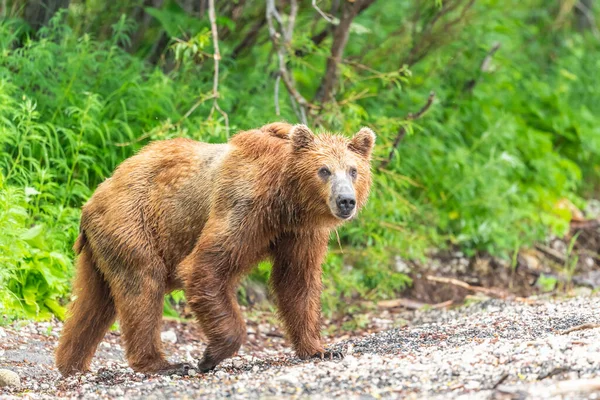 Governare Paesaggio Orsi Bruni Kamchatka Ursus Arctos Beringianus — Foto Stock