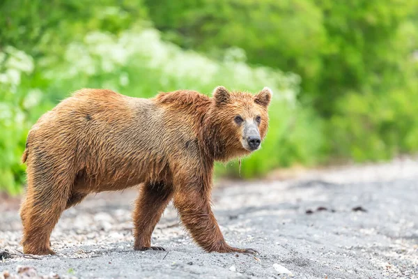 Governando Paisagem Ursos Pardos Kamchatka Ursus Arctos Beringianus — Fotografia de Stock