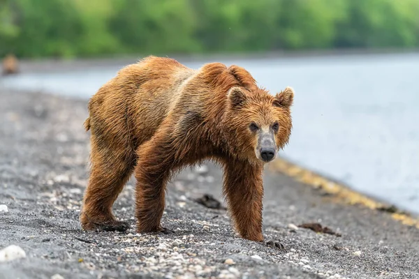 Réglant Paysage Les Ours Bruns Kamchatka Ursus Arctos Beringianus — Photo