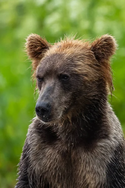 風景を支配します カムチャツカの茶色のクマ ウルス アルコスBeringianus — ストック写真