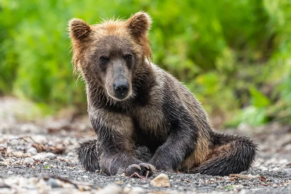 Vládnoucí Krajině Medvědi Hnědí Kamčatka Ursus Arctos Beringianus — Stock fotografie