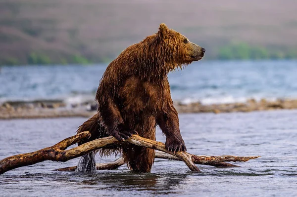 Просуваючись Ландшафту Бурі Ведмеді Камчатки Ursus Arctos Beringianus — стокове фото